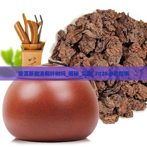 普洱茶能浇枫叶树吗