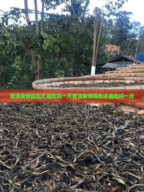 普洱茶饼现在还能吃吗一斤