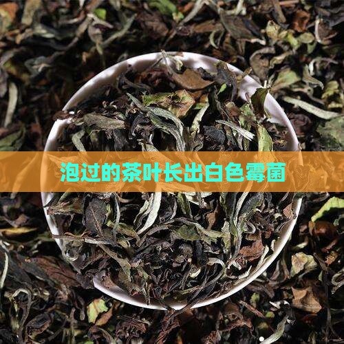 泡过的茶叶长出白色霉菌