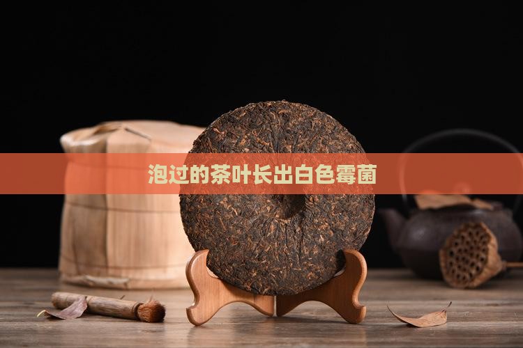 泡过的茶叶长出白色霉菌