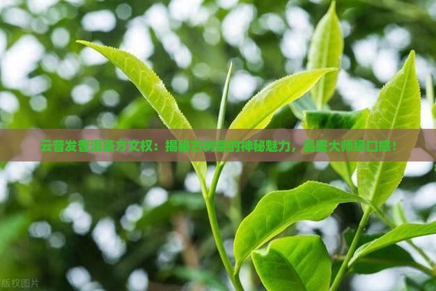 云普发普洱茶方文权
