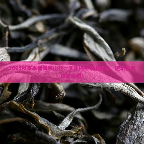 秋茶季普洱茶茶山行