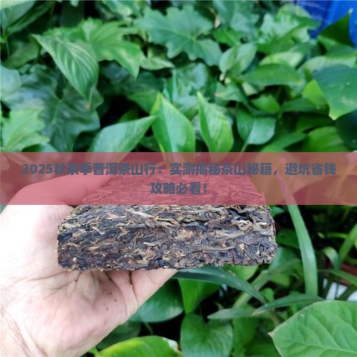 秋茶季普洱茶茶山行