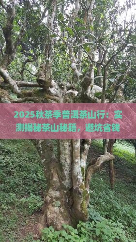 秋茶季普洱茶茶山行