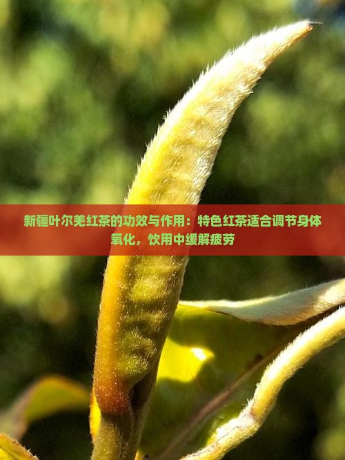 新疆叶尔羌红茶的功效和作用