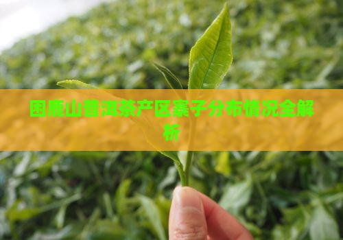 困鹿山普洱茶产区寨子分布情况