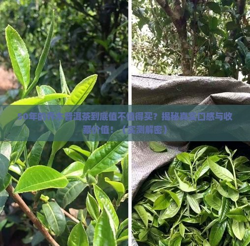 50年的乔木普洱茶怎样
