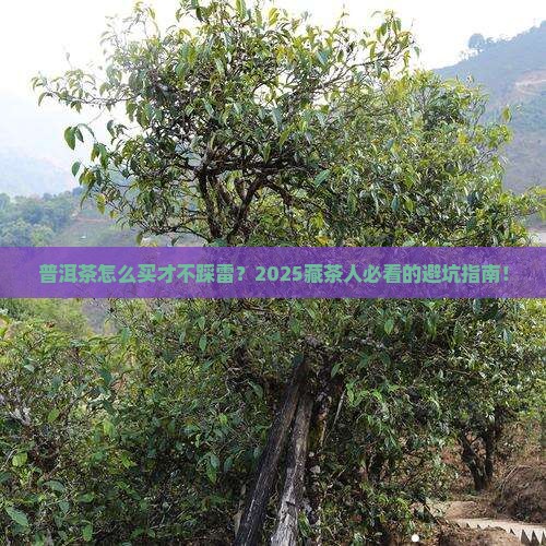 普洱茶应该如何购买藏