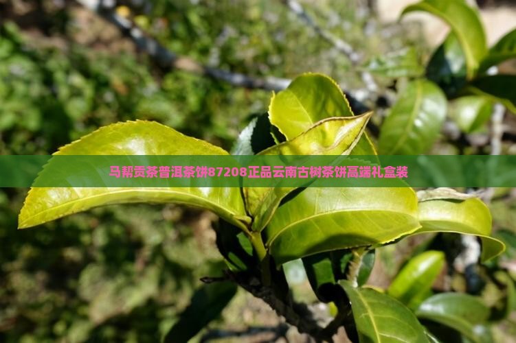 马帮贡茶普洱茶饼87208