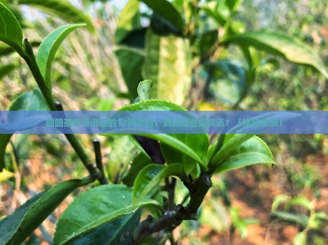 圆圆茶叶普洱茶的12种忠告