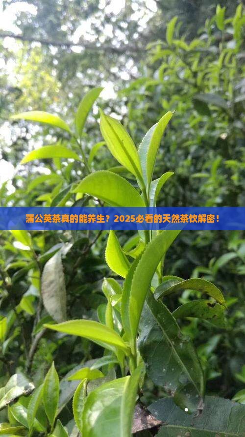 蒲公英茶的作用