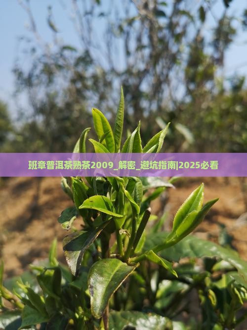 班章普洱茶熟茶2009