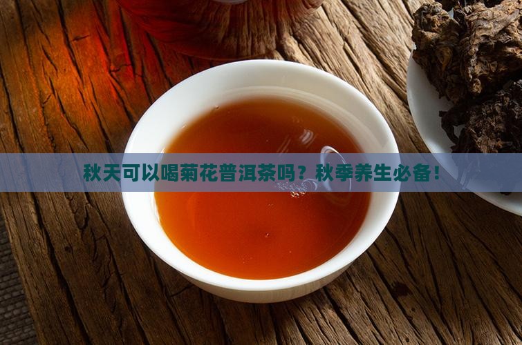秋天可以喝菊花普洱茶吗