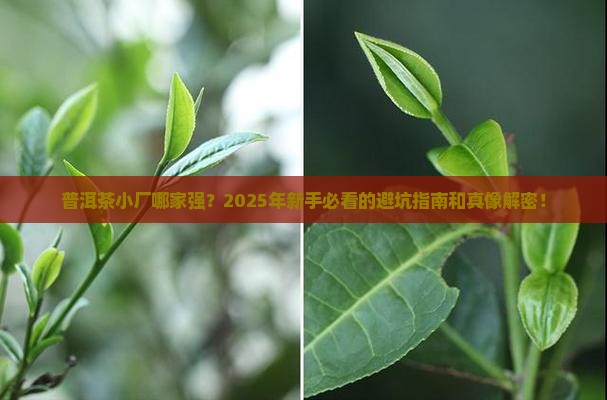 普洱茶小厂家哪个好
