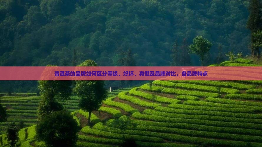 普洱茶的品牌如何区分