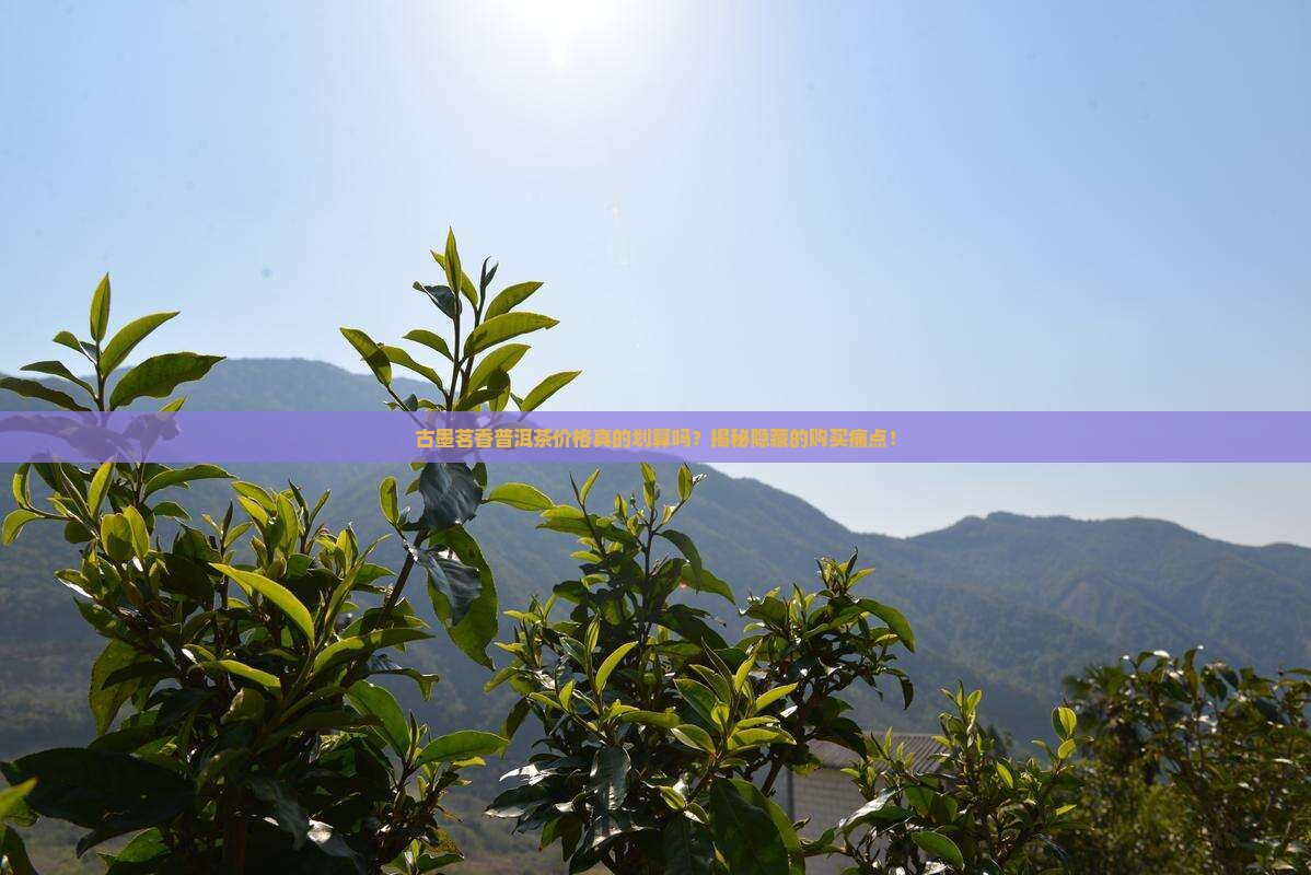 古墨茗香普洱茶价格