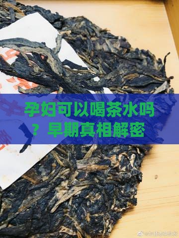 孕妇可以喝茶水吗早期