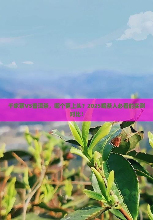 千家寨和普洱茶哪个好喝