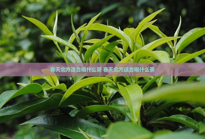 春天北方适合喝什么茶