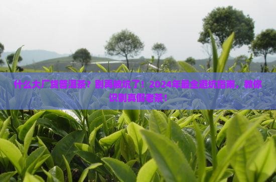 什么大厂货普洱茶
