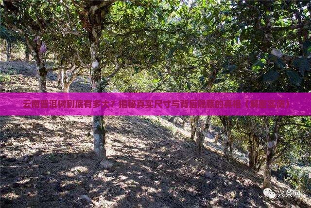 云南普洱树最大多大