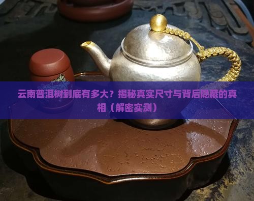 云南普洱树最大多大