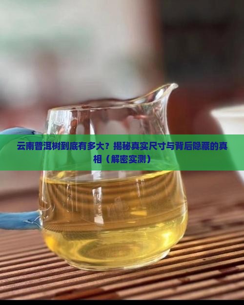 云南普洱树最大多大