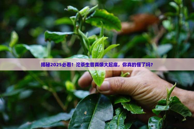沱茶等不等于生普