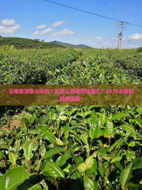 云南普洱茶小冰岛