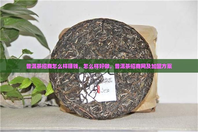 普洱茶招商怎么样