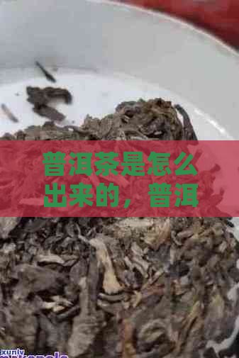 普洱茶是怎么产出来的