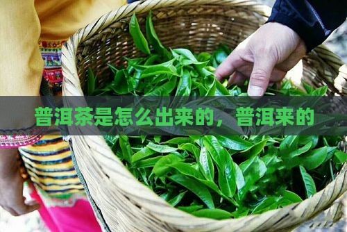 普洱茶是怎么产出来的