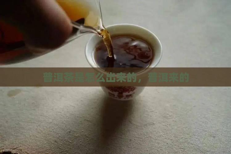 普洱茶是怎么产出来的