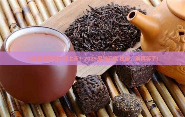 普洱茶大益屯多久上市