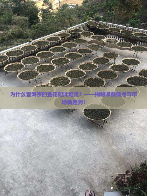 普洱茶的金花难觅