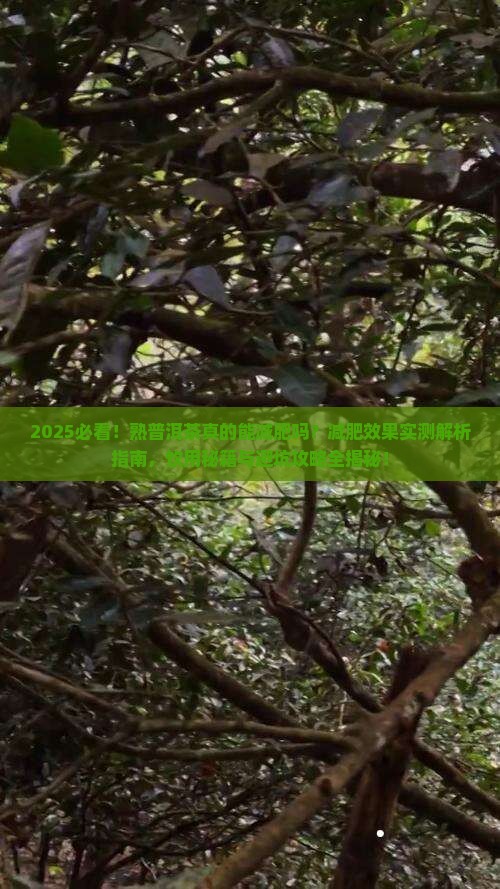 熟普洱茶能减肥