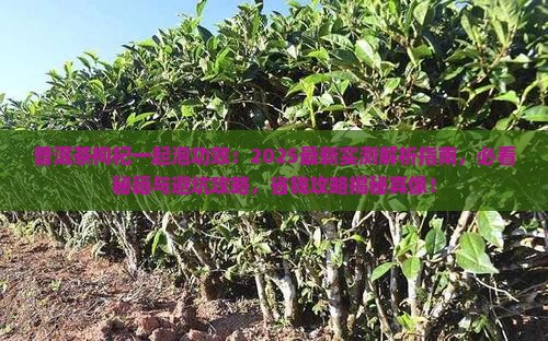 普洱茶枸杞一起泡功效