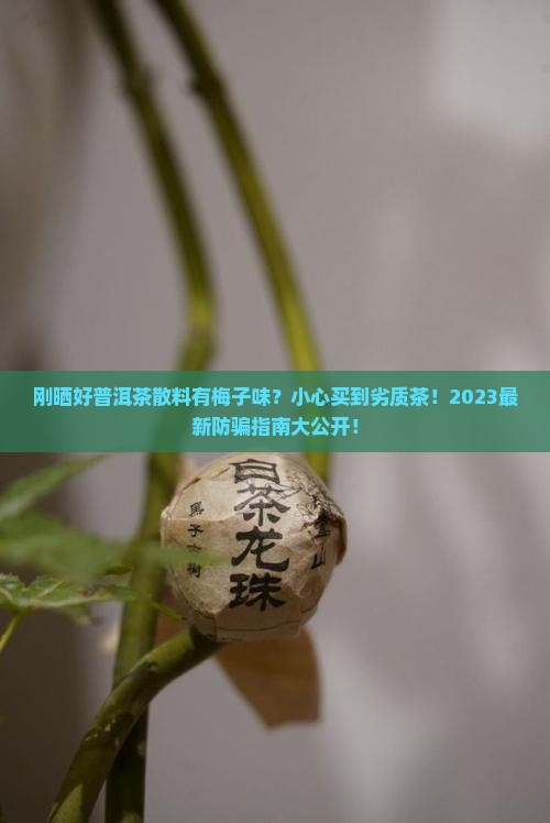 刚晒好普洱茶散料有梅子味