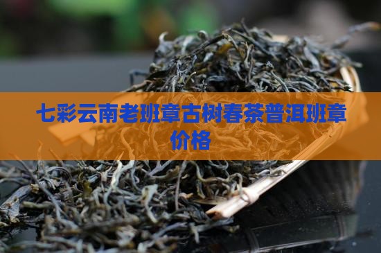 七彩云南正山古树老班章