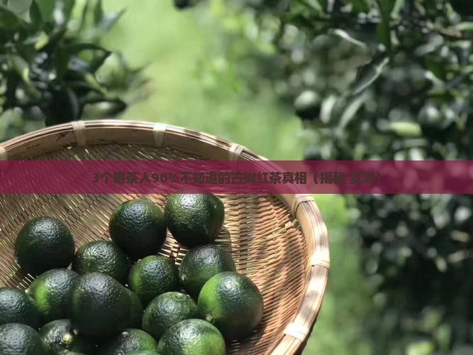 古树红茶的口感敬业号绿大树沱茶