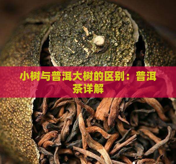 大树种和小树种普洱茶 大树种和小树种普洱茶