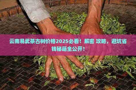 云南易武茶古树价格
