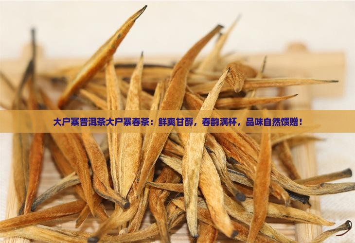 大户寨普洱茶大户寨春茶