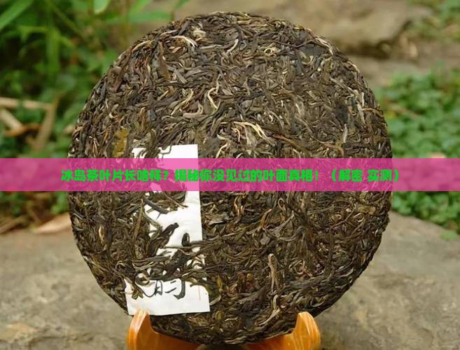 冰岛茶的叶片特征