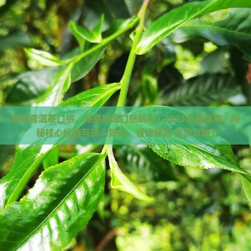 新茶普洱茶口感
