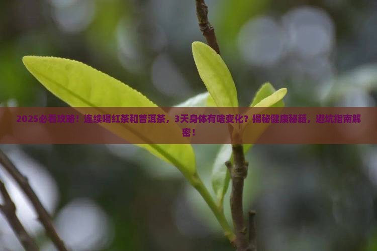 红茶与普洱茶连续喝吗