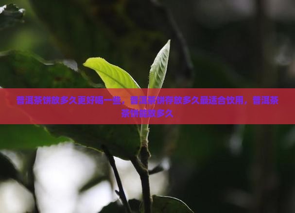 普洱茶饼放多久更好喝一些