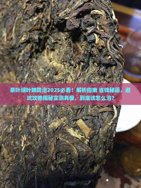 茶叶绿叶蝉怎么治理