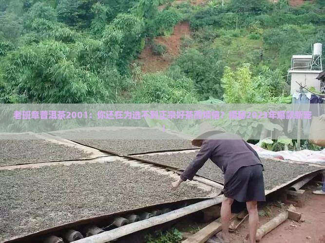 老班章普洱茶2001
