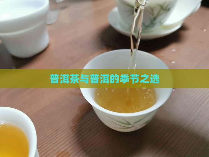 普洱茶这个季节的茶叶
